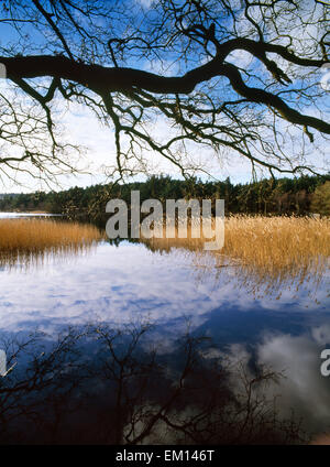 Oak bough & common reeds at Frensham Little Pond, Surrey, man-made in 1246 when a dam was built. Managed partly as a bird sanctuary. Film location. Stock Photo