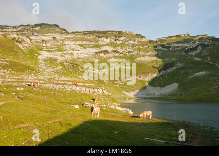 cows grazing near Augstsee on Loser mountain in early morning, Altaussee, Styria, Austria Stock Photo