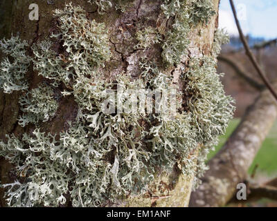 Epiphyte lichen growing on the trunk of a tree in Scotland. Stock Photo