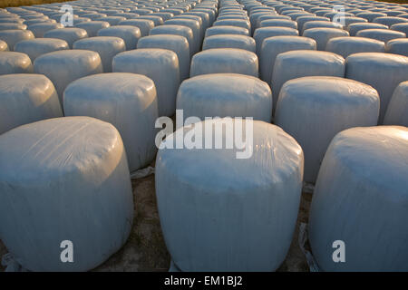Packed hay rolls in white plastic on the meadow, Badajoz, Extremadrua, Spain Stock Photo