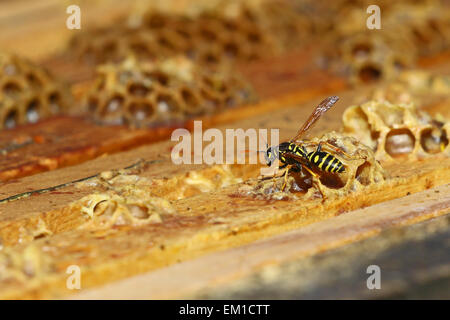 Wasp attacking a beehive Stock Photo