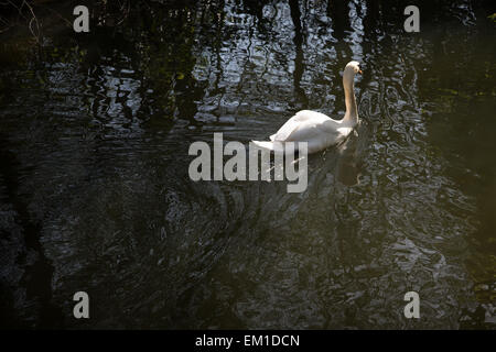 A lone swan swims serenely on a river on a sunny summer's day Stock Photo