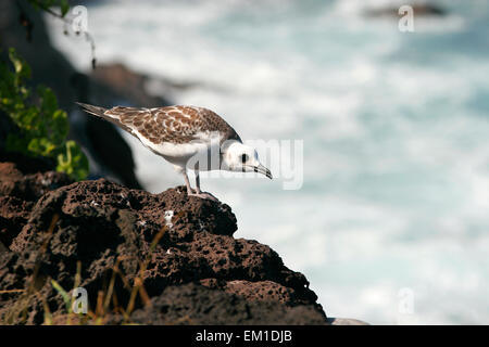 Young Swallow-tailed gull (Creagrus furcatus), San Cristobal Island, Galapagos Islands, Ecuador, South America Stock Photo