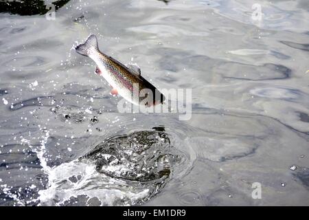 Jumping Rainbow Trout Stock Photo