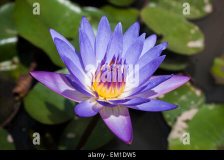Purple water lily surrounded by lily pads in a pond Stock Photo