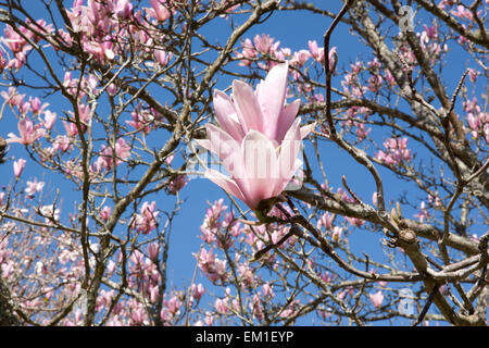 Large pink flowers of Magnolia tree at Pinetum Park St Austell  Cornwall on a Spring Day. Stock Photo