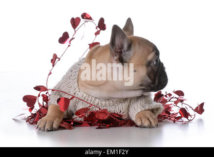 valentine's day puppy on white background - french bulldog Stock Photo