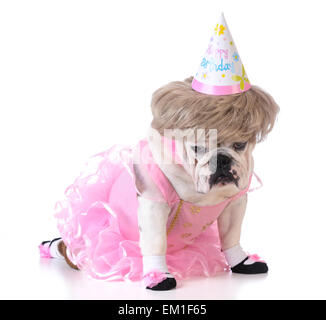 birthday dog - female bulldog wearing ballerina costume and birthday hat on white background Stock Photo