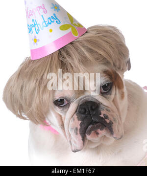 birthday dog - female bulldog wearing birthday hat on white background Stock Photo