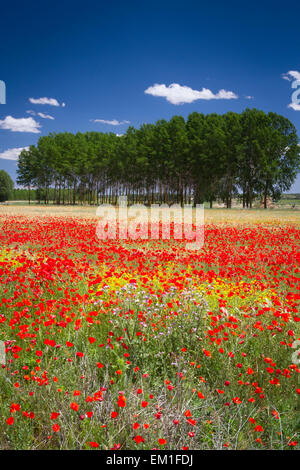 Poppy blossom in a prairie. Burgos, Castile and Leon, Spain, Europe. Stock Photo