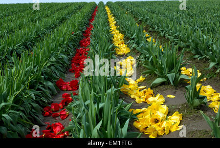 WASHINGTON - Tulip flowers heads removed to encourage strong bulb growth at RoozenGaarde Bulb Farm in the Skagit Valley. Stock Photo