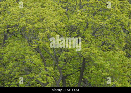 Tree canopy with light green foliage in spring, seen from above. Stock Photo