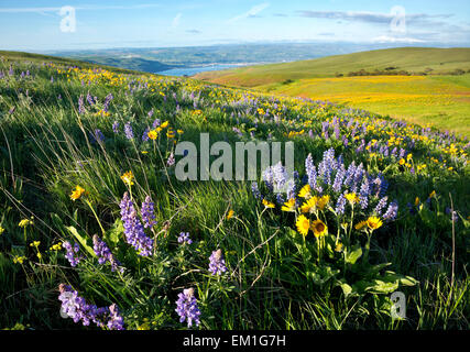 WASHINGTON - Balsamroot and lupine blooming in open meadows in the Dalles Mountain Ranch section of Columbia Hills State Park. Stock Photo