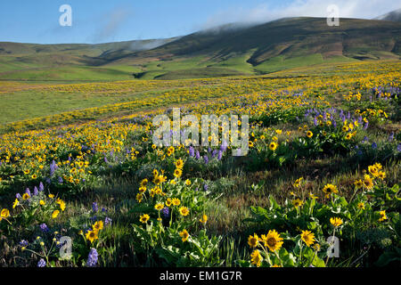 WASHINGTON - Fog forming above the lupine and balsamroot covered meadow on Dalles Mountain in Columbia Hills State Park. Stock Photo