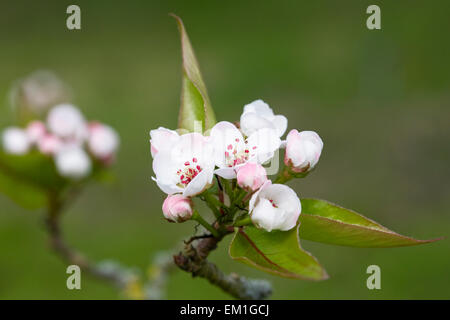 Pyrus pashia blossom. Stock Photo