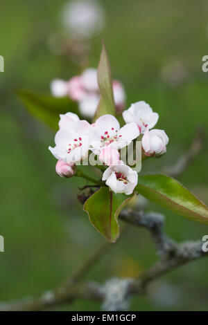 Pyrus pashia blossom. Stock Photo