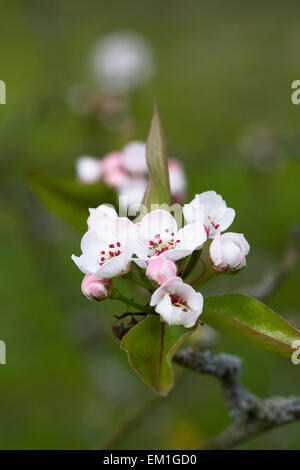 Pyrus pashia blossom. Stock Photo