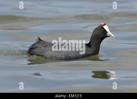 Red-knobbed Coot - Fulica cristata Stock Photo