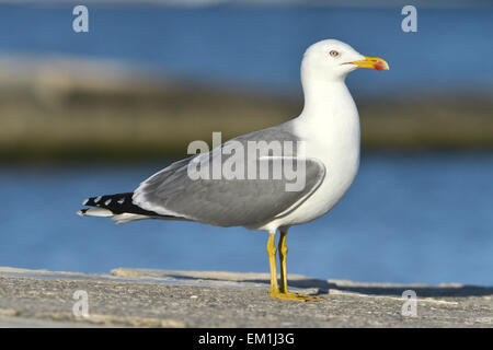 Yellow-legged Gull - Larus michahellis - summer adult. Stock Photo