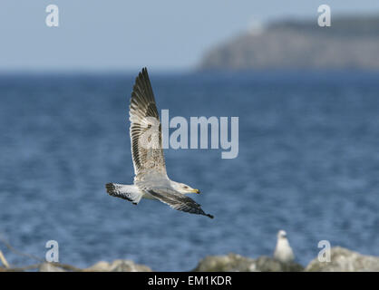 Yellow-legged Gull - Larus michahellis - 2nd winter. Stock Photo