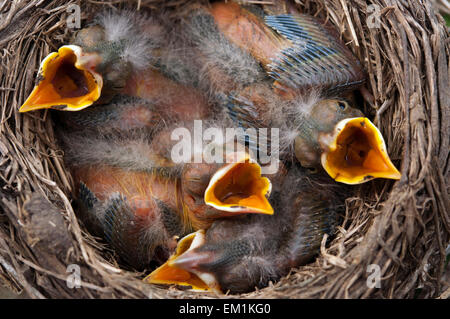 Four baby birds mouth open Stock Photo