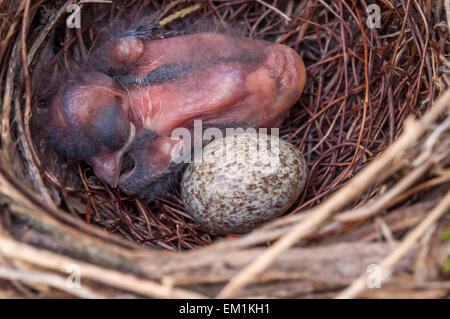 Cardinal baby bird by egg in nest Stock Photo