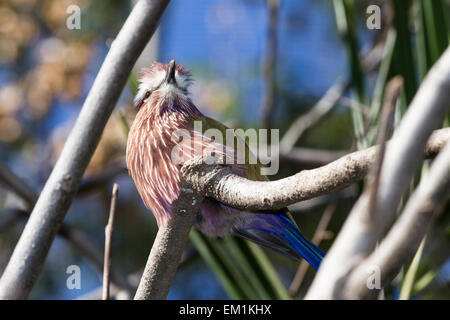 close up of a northern purple roller perched on a tree branch in captivity at an aviary in California Stock Photo