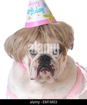 birthday dog - female bulldog wearing birthday hat on white background Stock Photo