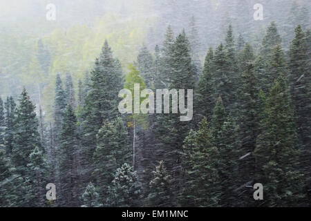 Pine forest in snowstorm, Mount Sneffels Range, Colorado, USA