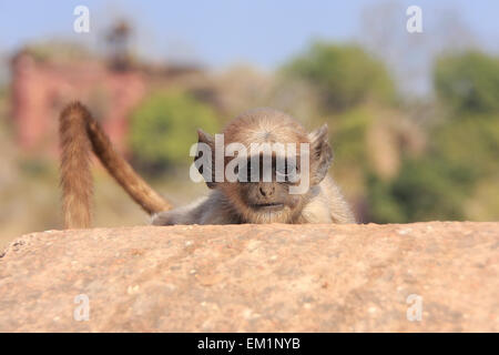 Baby Gray langur (Semnopithecus dussumieri) playing at Ranthambore Fort, Rajasthan, India Stock Photo