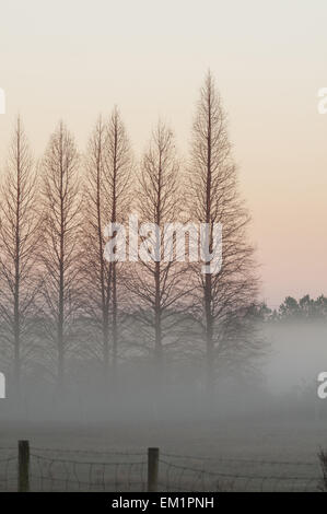 tall trees standing above the fog at sunset. Stock Photo