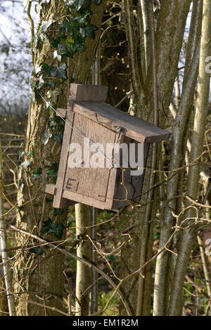 Nest box for Hazel Dormouse - Muscardinus avellanarius Stock Photo