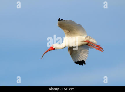 White Ibis (Eudocimus albus) flying in blue sky Stock Photo
