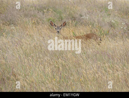 A young Black-tailed deer buck in a meadow at the Cabrillo Light Station, State Historic Park, California's Pacific North Coast.