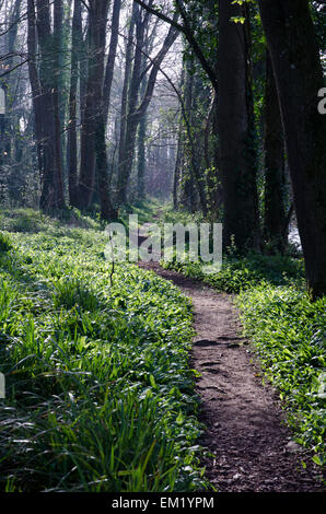 Woodland Path Dorset UK Stock Photo