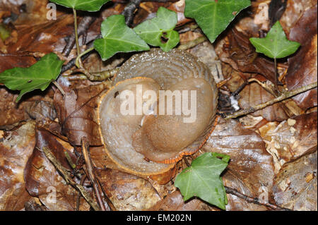 Large Red Slug - Arion ater - mating pair Stock Photo