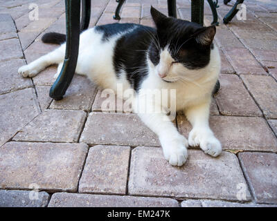 Cat displaying polydactyl feet naps at the Hemingway House Museum, Key West, Florida. Stock Photo