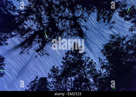 Light emitting insects leave green streaks as stars turn above Live Oaks with Spanish Moss, Suwannee River State Park, Florida Stock Photo