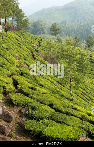 Tea plantations in the hills of Munnar, Kerala India Stock Photo