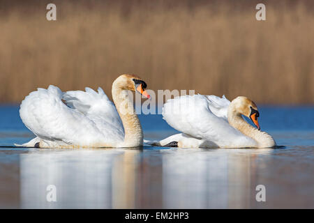 Mute swan (Cygnus olor) couple, courtship, Middle Elbe Biosphere Reserve, Saxony-Anhalt, Germany Stock Photo