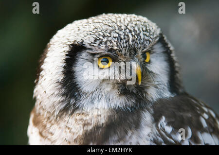 Northern hawk-owl (Surnia ulula), captive, Thuringia, Germany Stock Photo