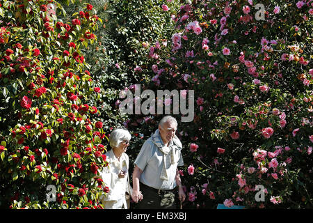 An elderly couple walk through Camellias in the hot sunny weather at Borde Hill gardens near Haywards Heath in Sussex Stock Photo