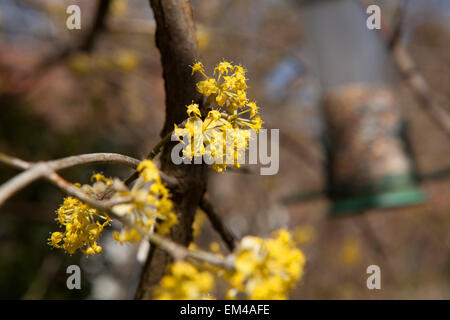 Cornelian cherry blossom yellow Stock Photo