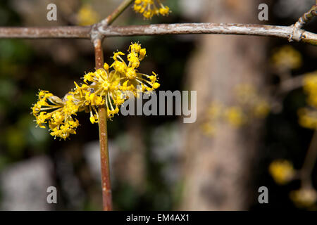 Cornelian cherry blossom yellow Stock Photo