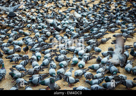 City Square in Jaipur, Rajasthan where people come to make offerings to the local pigeons for good luck. Stock Photo