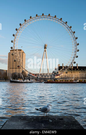 The London Eye on the south bank of the River Thames in London Stock Photo