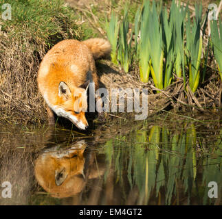 European red Fox drinking from a pond Stock Photo