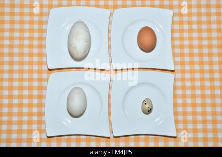 Four different eggs, on a white plate, with the name of a bird that has laid her egg (goose, chicken, duck and quail). Stock Photo