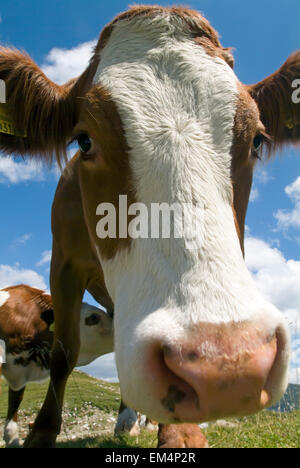 Red White Cow in the Alps Austria Europe Stock Photo