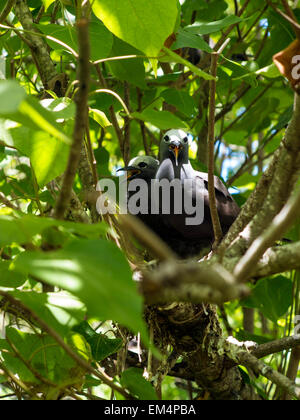 Ile aux Cocos, Island sanctuary for sea birds noddy,  Rodrigues, Mauritius, Stock Photo